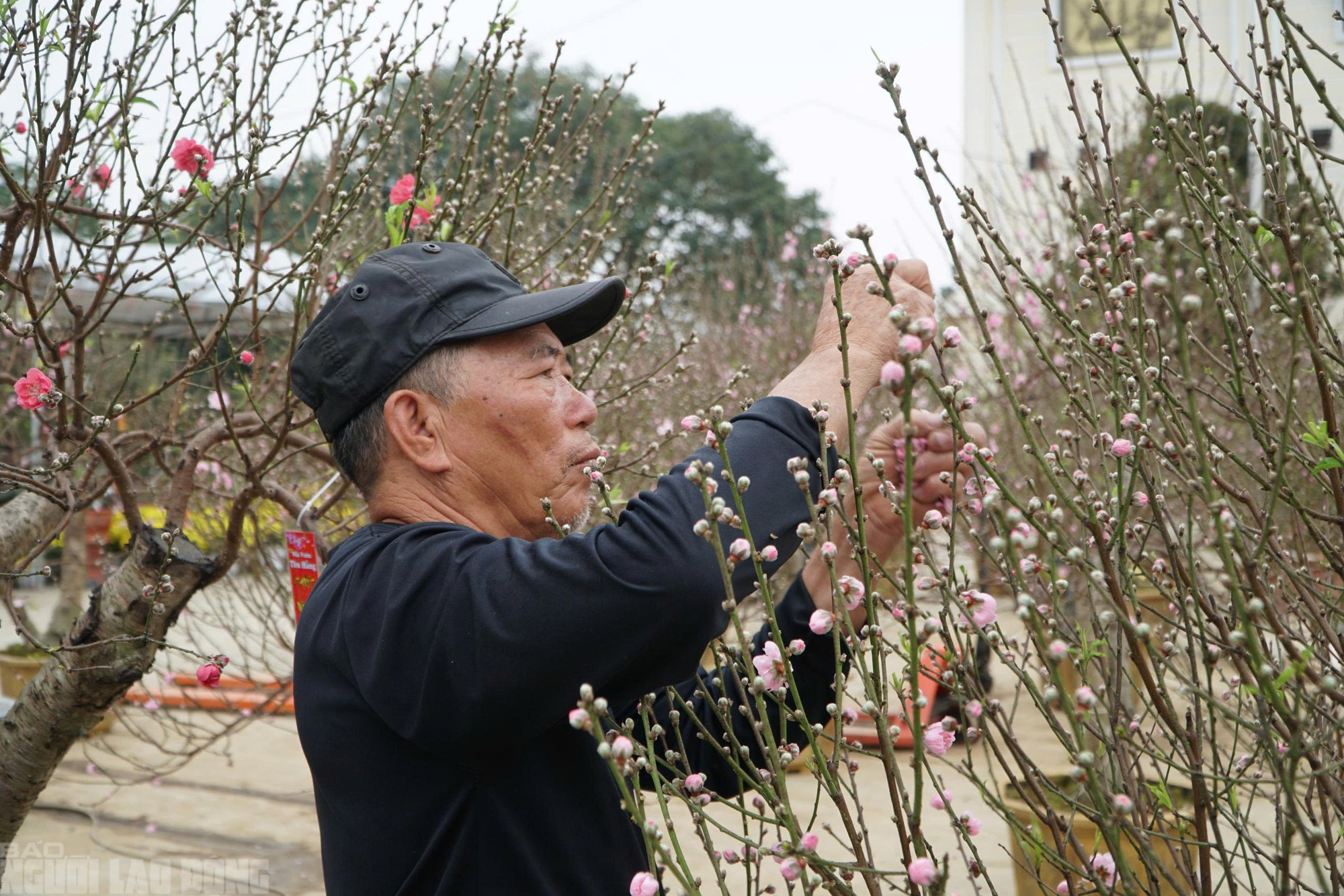 Đ&agrave;o nở thắm phố phường, tiểu thương đ&agrave;nh phải chặt bỏ c&acirc;y kh&ocirc;ng kịp v&agrave;o Tết- Ảnh 12.