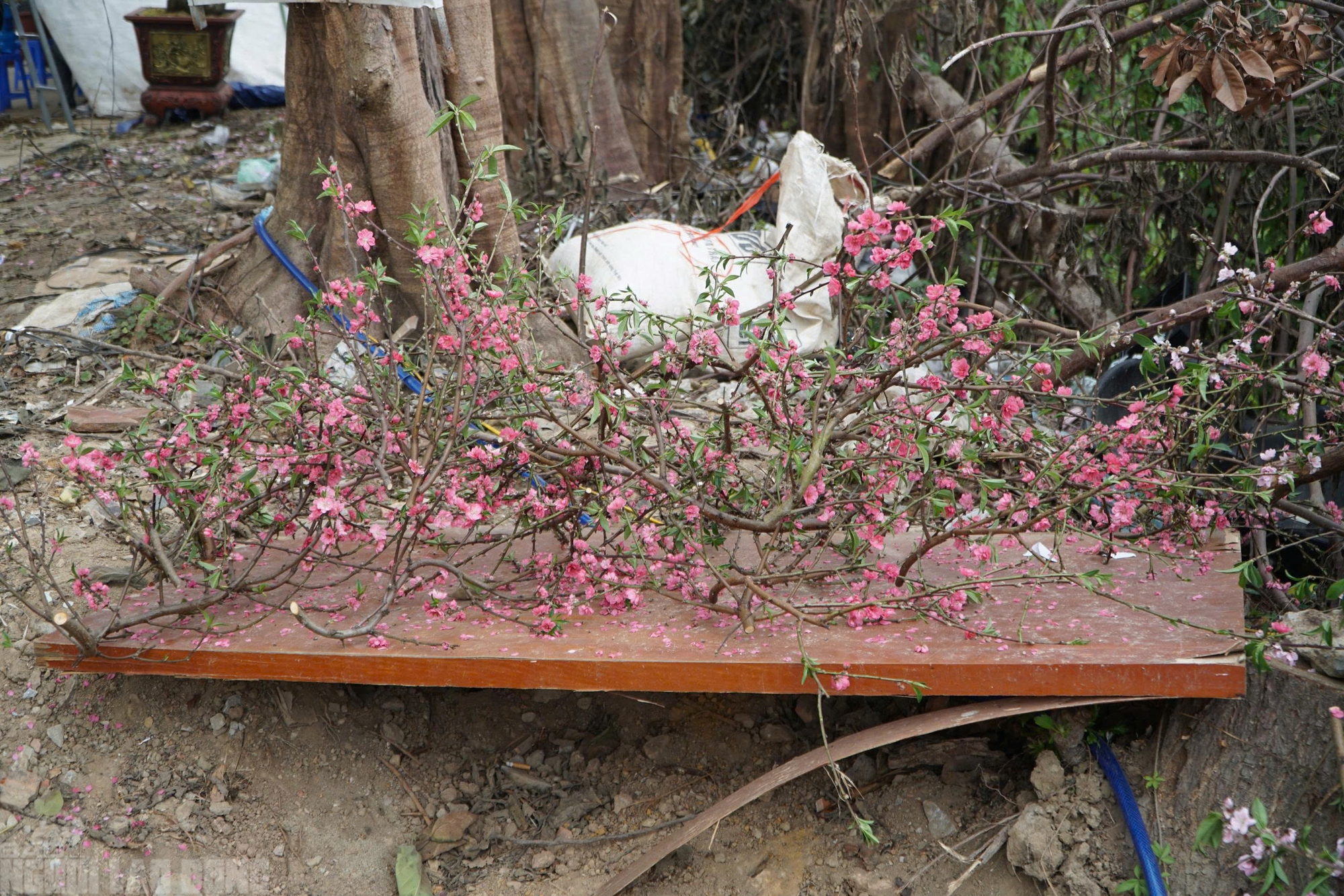 Đ&agrave;o nở thắm phố phường, tiểu thương đ&agrave;nh phải chặt bỏ c&acirc;y kh&ocirc;ng kịp v&agrave;o Tết- Ảnh 13.