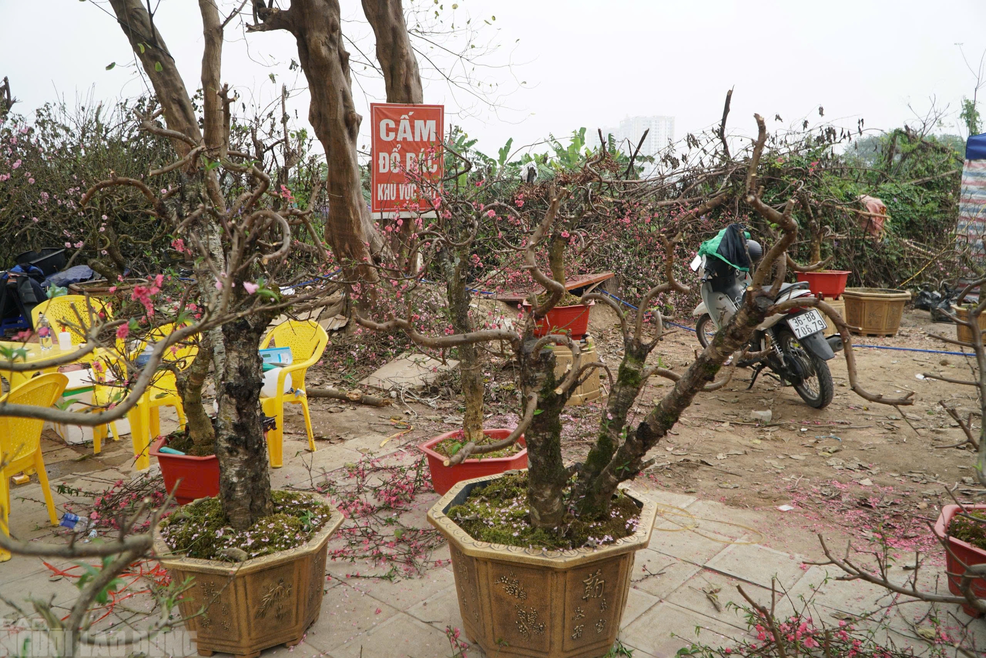 Đ&agrave;o nở thắm phố phường, tiểu thương đ&agrave;nh phải chặt bỏ c&acirc;y kh&ocirc;ng kịp v&agrave;o Tết- Ảnh 14.