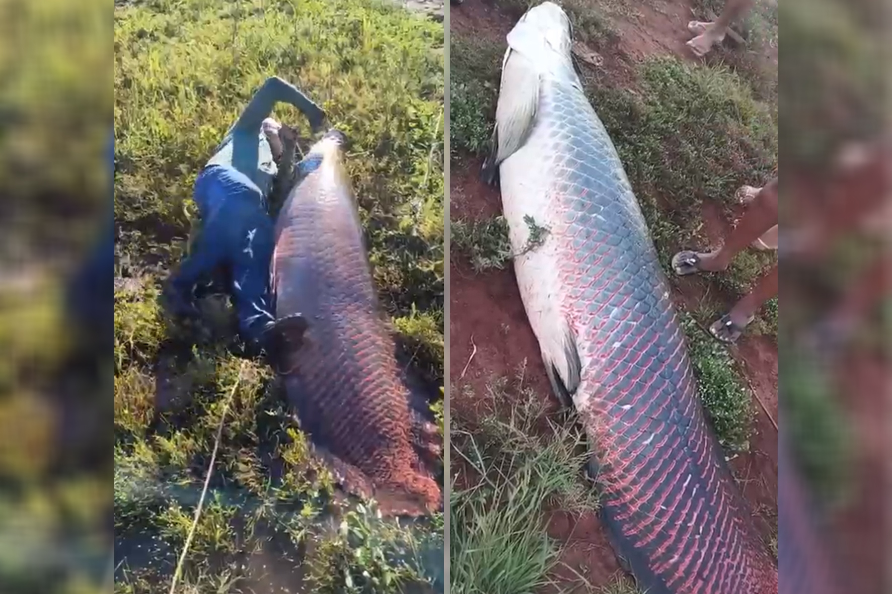 Ngư d&acirc;n bắt được con c&aacute; khổng lồ nặng 135kg tr&ecirc;n s&ocirc;ng- Ảnh 1.