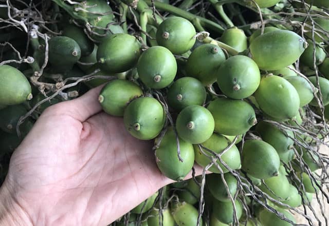 Chọn cau thắp hương đừng chỉ chọn quả to, vỏ nhẵn: Đ&acirc;y mới l&agrave; 3 điểm cần nh&igrave;n, chỉ người 