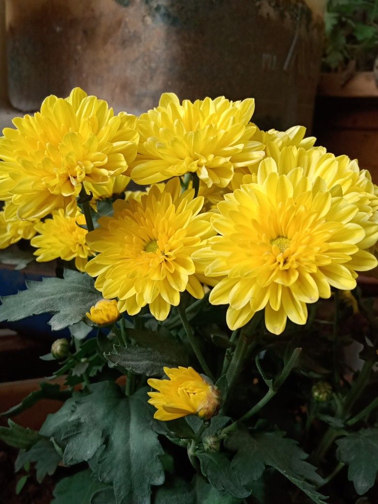 5 loại c&acirc;y h&uacute;t sạch độc tố, mời gọi t&agrave;i lộc: Chưng trong nh&agrave; cực tốt- Ảnh 4.