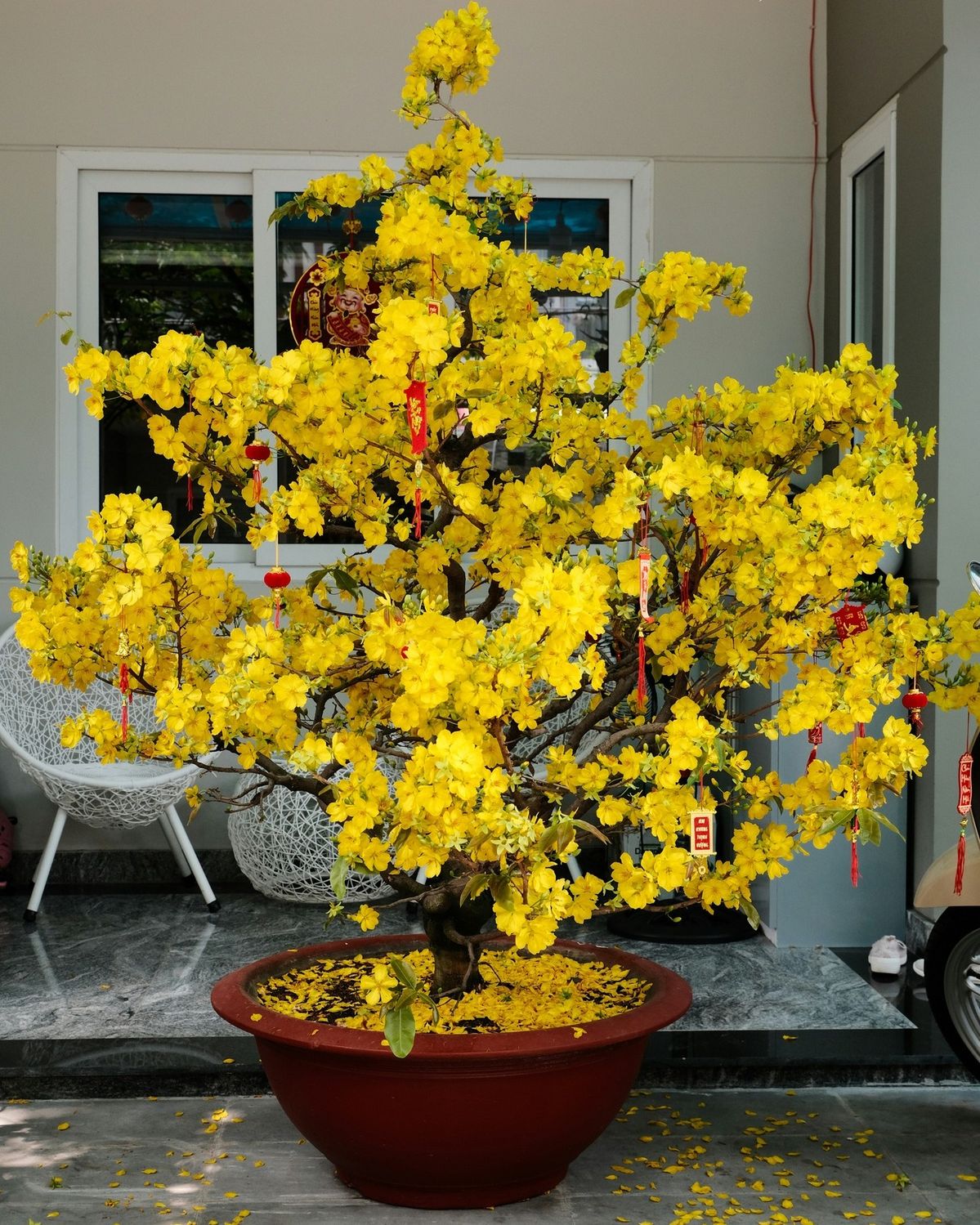 5 loại c&acirc;y h&uacute;t sạch độc tố, mời gọi t&agrave;i lộc: Chưng trong nh&agrave; cực tốt- Ảnh 5.