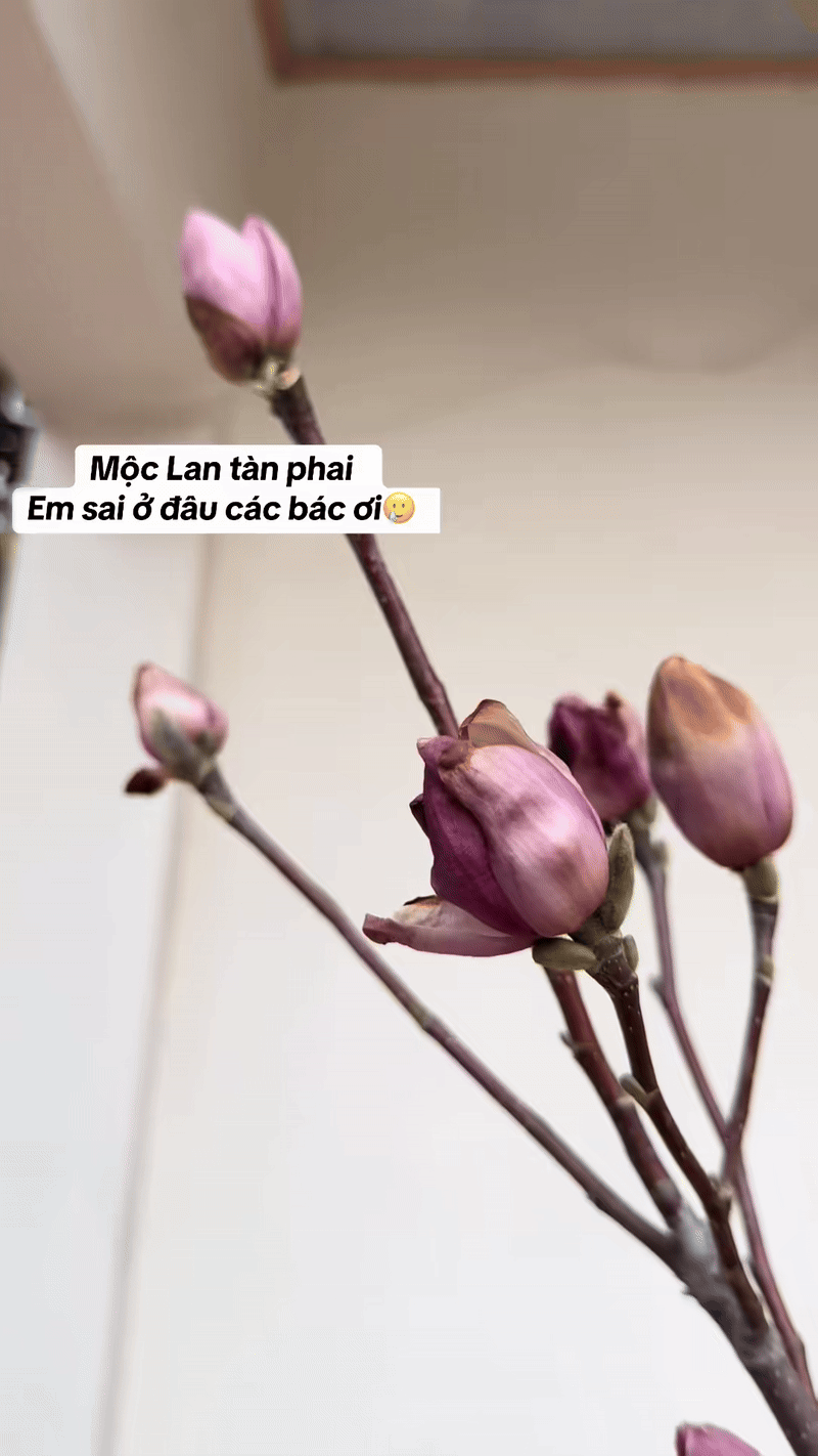 Bỏ tiền triệu m&agrave; vẫn 