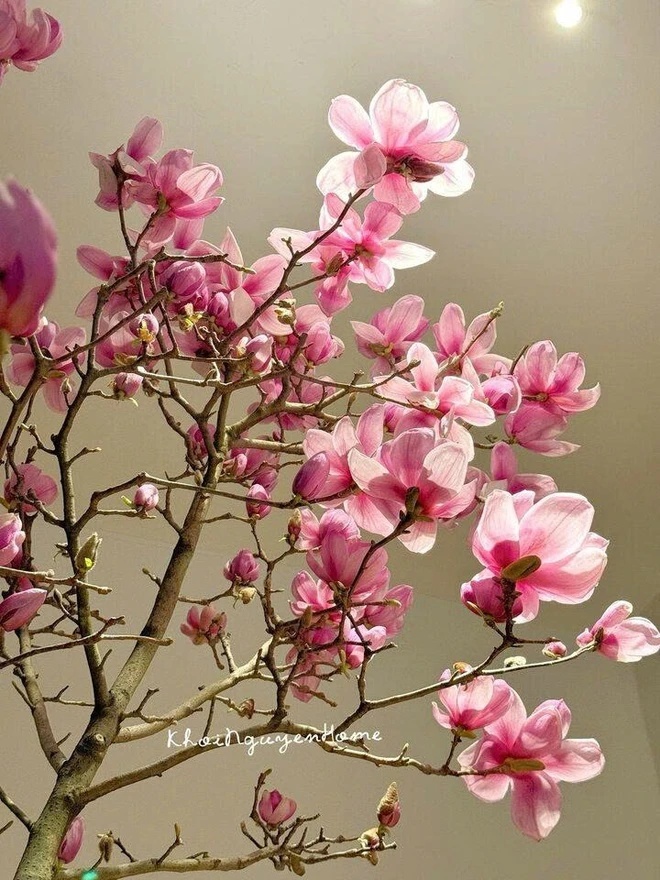 Bỏ tiền triệu m&agrave; vẫn 