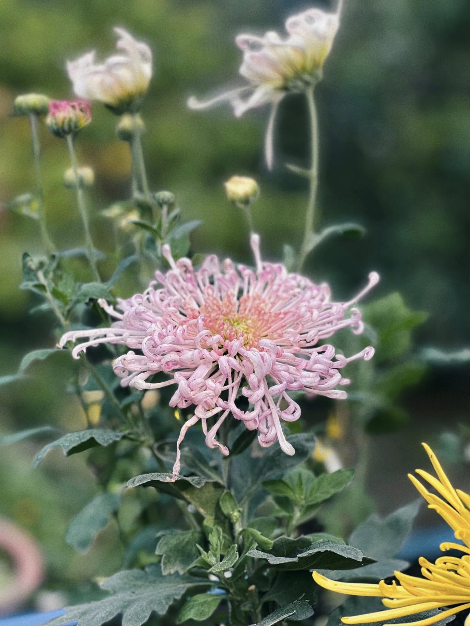 Lo&agrave;i hoa mang "ngạo kh&iacute;" được giới s&agrave;nh chơi k&iacute;n tiếng săn l&ugrave;ng mỗi khi Tết về- Ảnh 6.