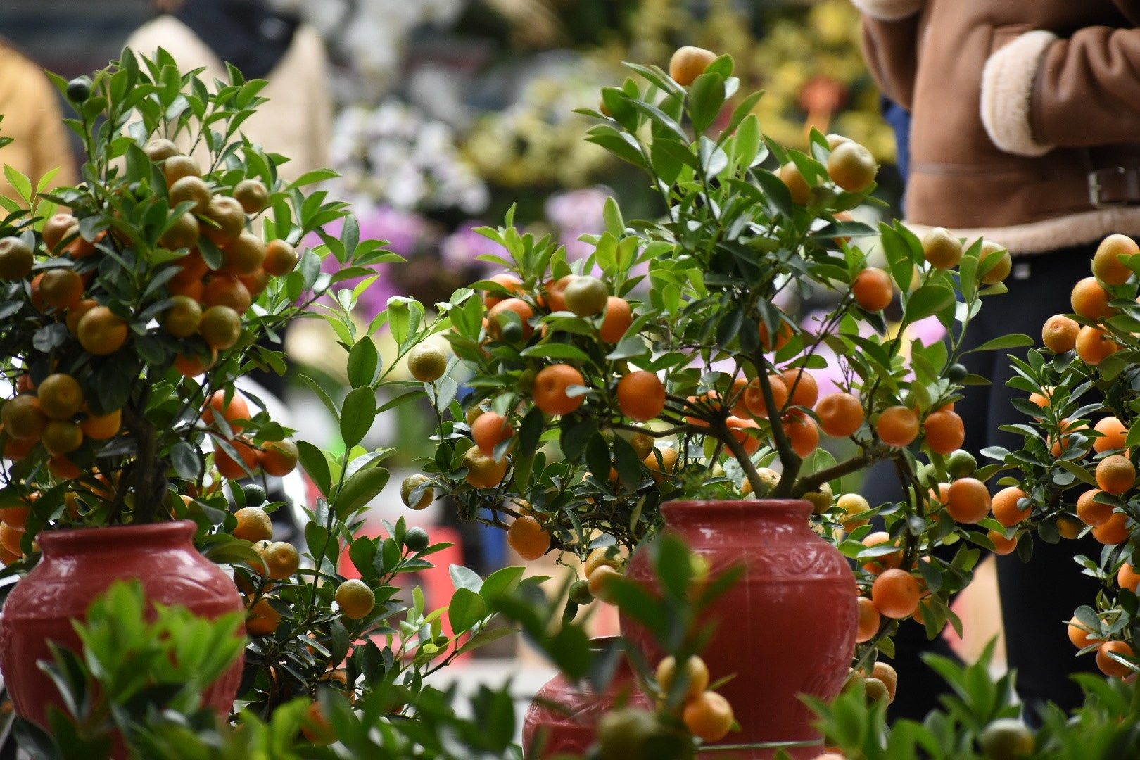 3 loại c&acirc;y nhất định phải c&oacute; trong nh&agrave; dịp Tết B&iacute;nh Ngọ: Đỉnh cao h&uacute;t may mắn, t&agrave;i lộc- Ảnh 1.