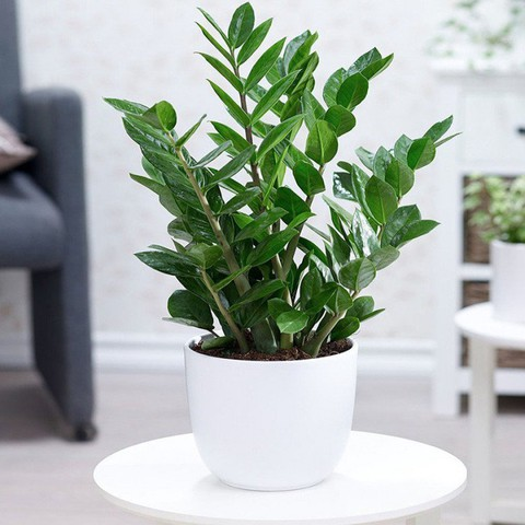 3 loại c&acirc;y nhất định phải c&oacute; trong nh&agrave; dịp Tết B&iacute;nh Ngọ: Đỉnh cao h&uacute;t may mắn, t&agrave;i lộc- Ảnh 4.