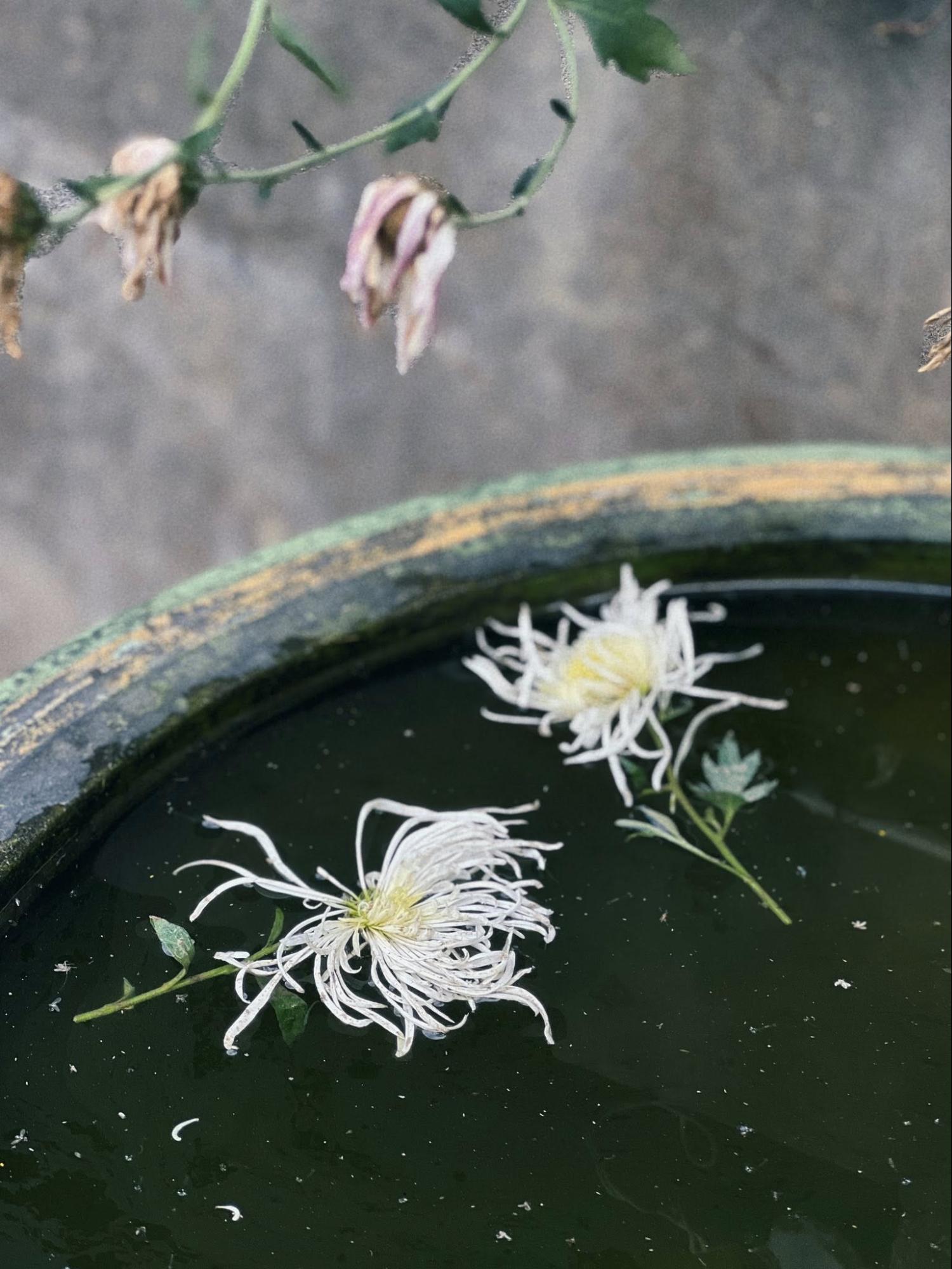 Lo&agrave;i hoa mang "ngạo kh&iacute;" được giới s&agrave;nh chơi k&iacute;n tiếng săn l&ugrave;ng mỗi khi Tết về- Ảnh 5.