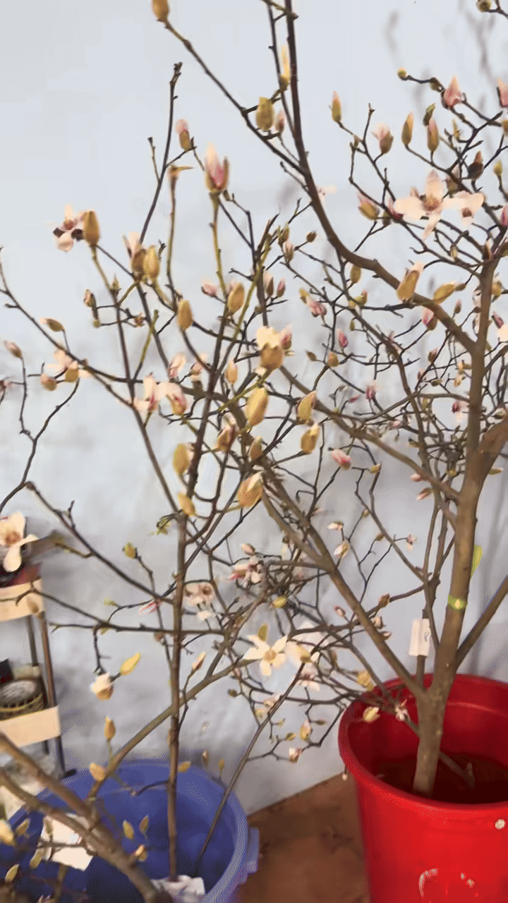 Bỏ tiền triệu m&agrave; vẫn 