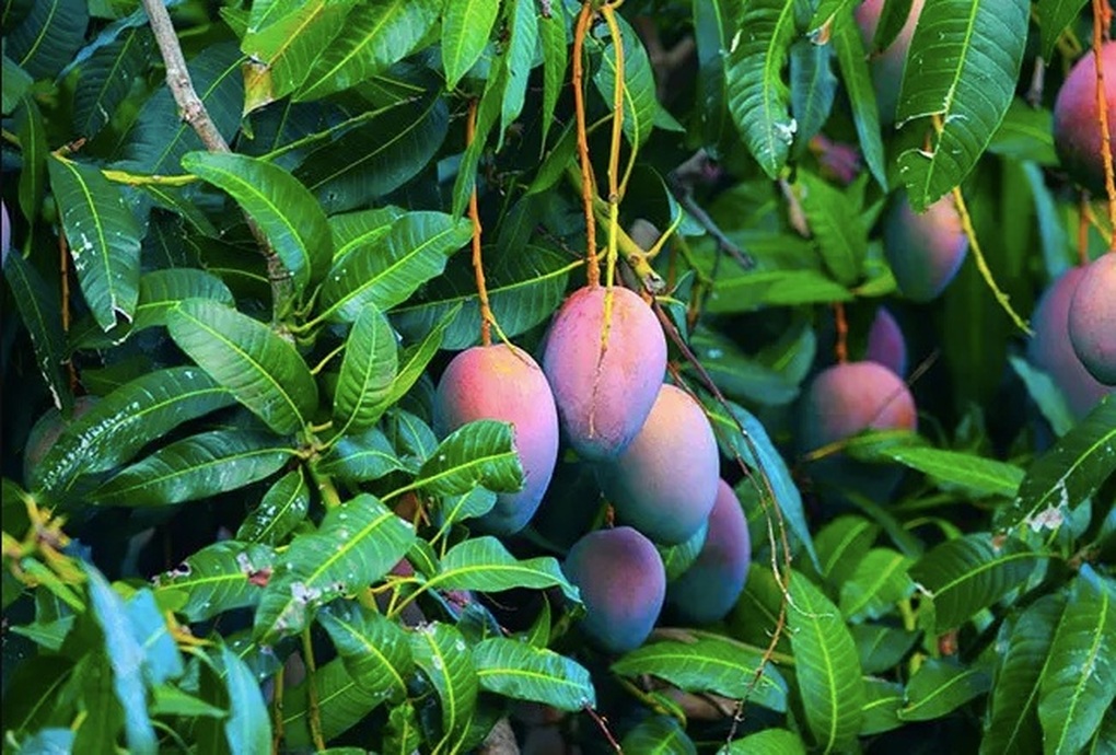 7 l&aacute; xo&agrave;i gi&aacute; 52.000 đồng ở Mỹ: Thứ bỏ đi ở Việt Nam lại th&agrave;nh h&agrave;ng b&aacute;n, người ta mua về l&agrave;m g&igrave;?- Ảnh 1.