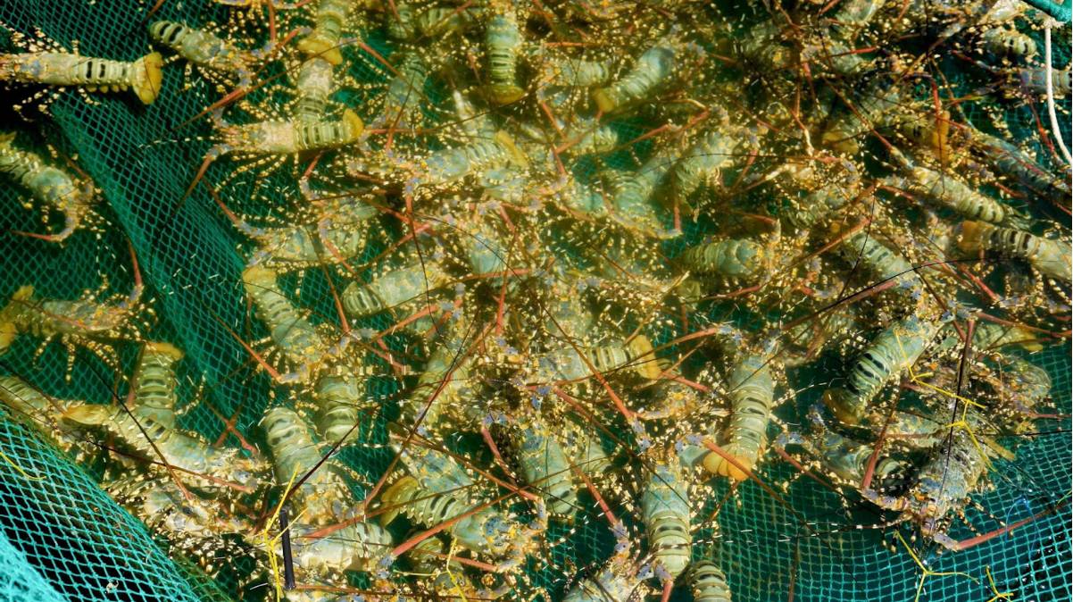 KLC Group &ldquo;Viết tiếp c&acirc;u chuyện Việt Nam&rdquo; với kh&aacute;t vọng đưa thủy hải sản Việt ra b&agrave;n ăn thế giới- Ảnh 4.