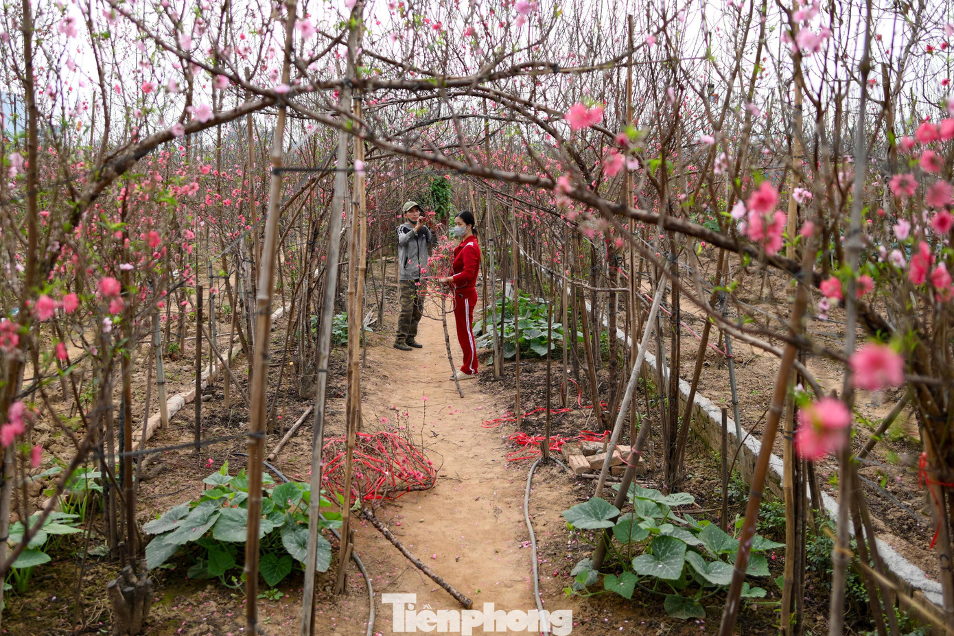 24 th&aacute;ng Chạp: Đ&agrave;o nở sớm, kh&aacute;ch thưa thớt, l&agrave;ng Nhật T&acirc;n như... mất Tết- Ảnh 6.