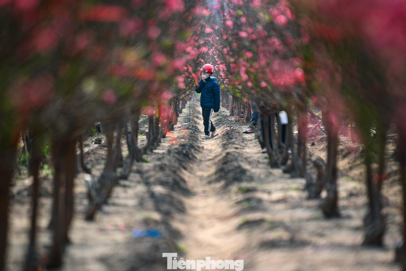 24 th&aacute;ng Chạp: Đ&agrave;o nở sớm, kh&aacute;ch thưa thớt, l&agrave;ng Nhật T&acirc;n như... mất Tết- Ảnh 7.