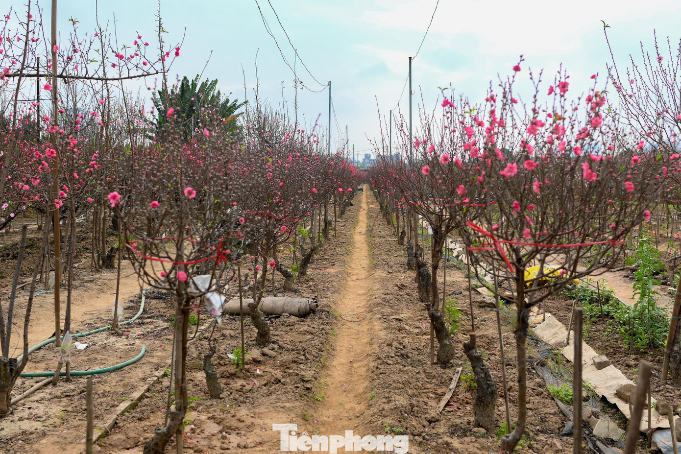 24 th&aacute;ng Chạp: Đ&agrave;o nở sớm, kh&aacute;ch thưa thớt, l&agrave;ng Nhật T&acirc;n như... mất Tết- Ảnh 4.