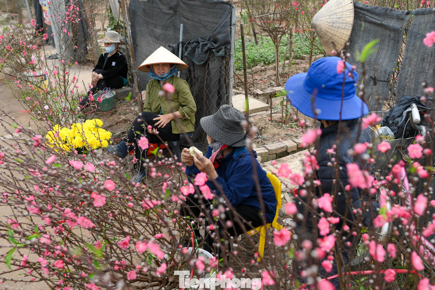 24 th&aacute;ng Chạp: Đ&agrave;o nở sớm, kh&aacute;ch thưa thớt, l&agrave;ng Nhật T&acirc;n như... mất Tết- Ảnh 12.