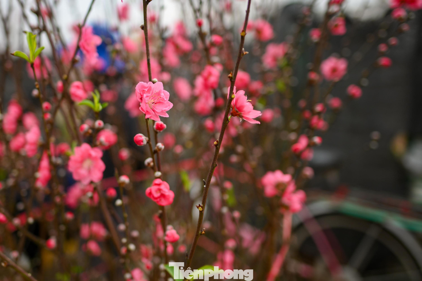 24 th&aacute;ng Chạp: Đ&agrave;o nở sớm, kh&aacute;ch thưa thớt, l&agrave;ng Nhật T&acirc;n như... mất Tết- Ảnh 2.