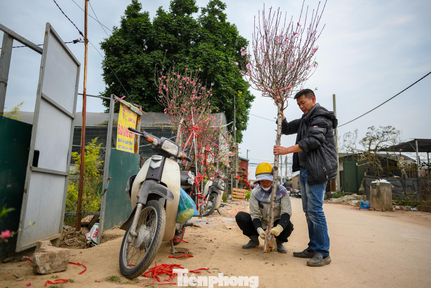 24 th&aacute;ng Chạp: Đ&agrave;o nở sớm, kh&aacute;ch thưa thớt, l&agrave;ng Nhật T&acirc;n như... mất Tết- Ảnh 10.