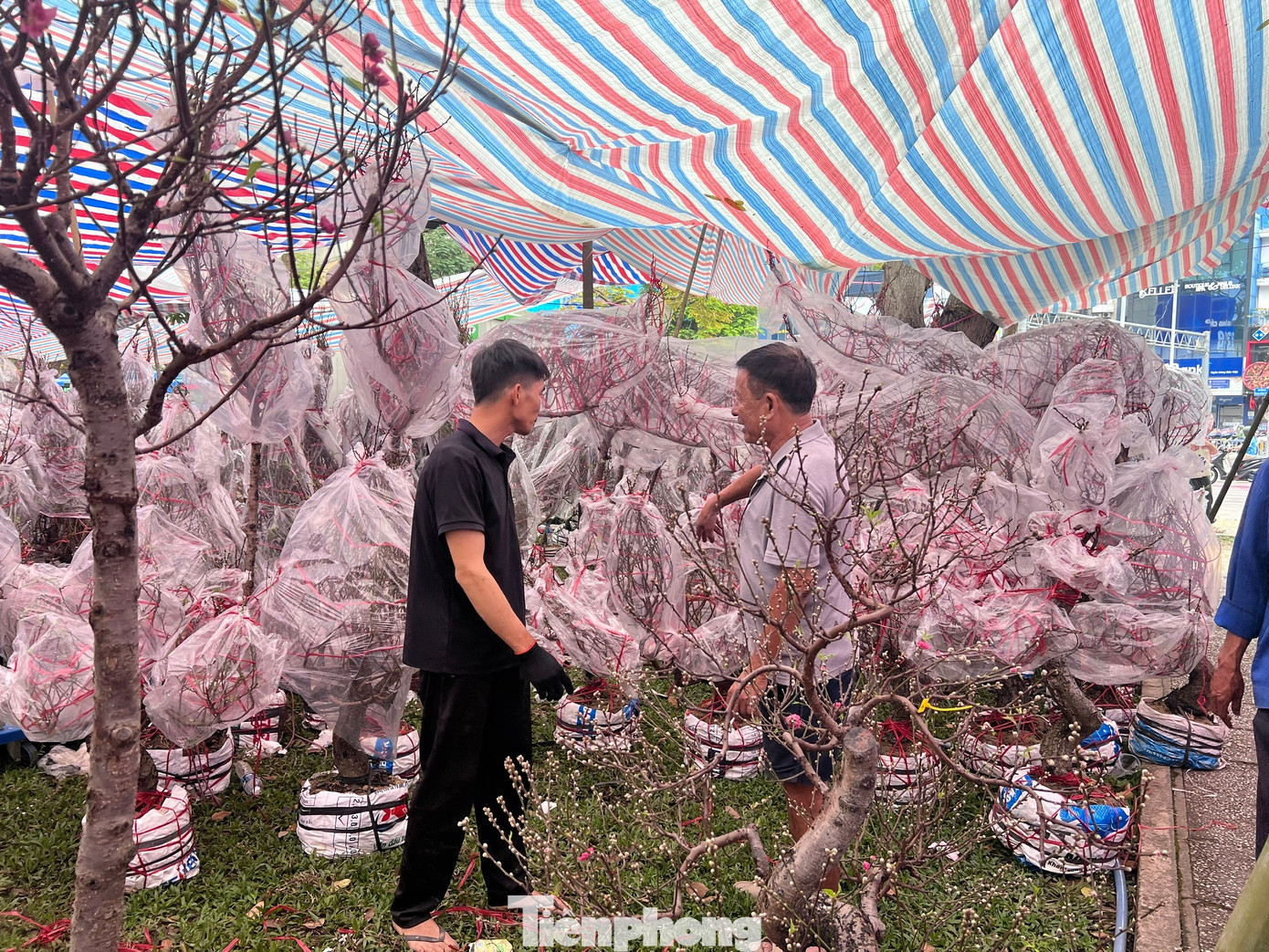 T&iacute;n hiệu bất ngờ ở 'chợ hoa đ&agrave;o' lớn nhất TPHCM- Ảnh 3.