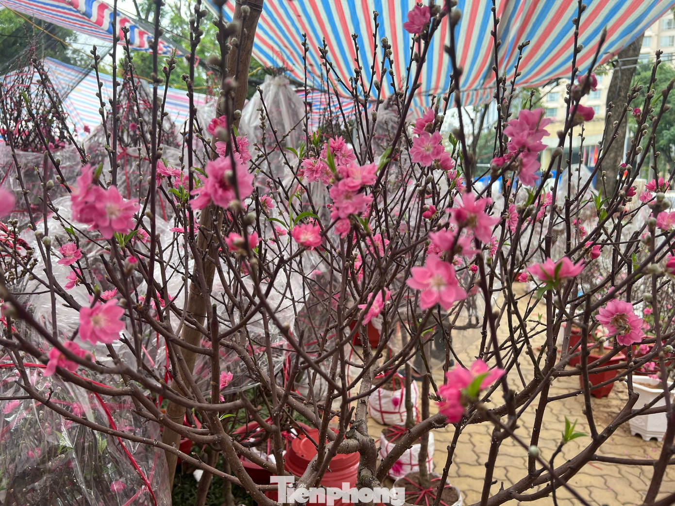 T&iacute;n hiệu bất ngờ ở 'chợ hoa đ&agrave;o' lớn nhất TPHCM- Ảnh 6.