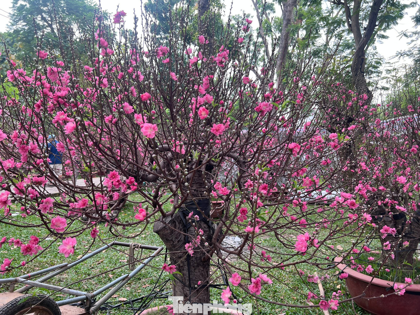 T&iacute;n hiệu bất ngờ ở 'chợ hoa đ&agrave;o' lớn nhất TPHCM- Ảnh 4.