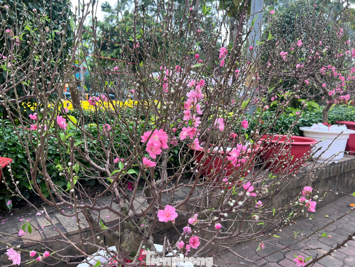 T&iacute;n hiệu bất ngờ ở 'chợ hoa đ&agrave;o' lớn nhất TPHCM- Ảnh 19.