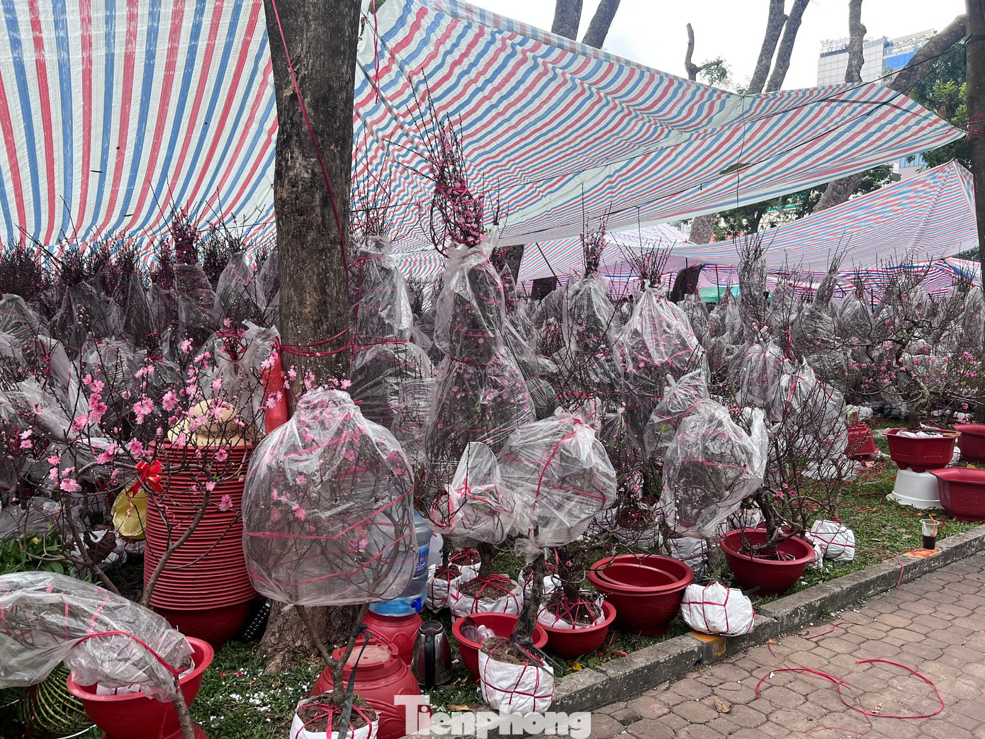 T&iacute;n hiệu bất ngờ ở 'chợ hoa đ&agrave;o' lớn nhất TPHCM- Ảnh 13.