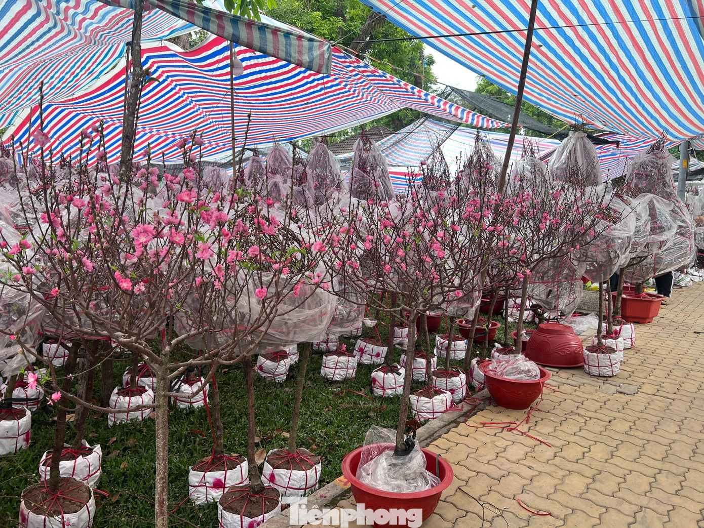 T&iacute;n hiệu bất ngờ ở 'chợ hoa đ&agrave;o' lớn nhất TPHCM- Ảnh 14.