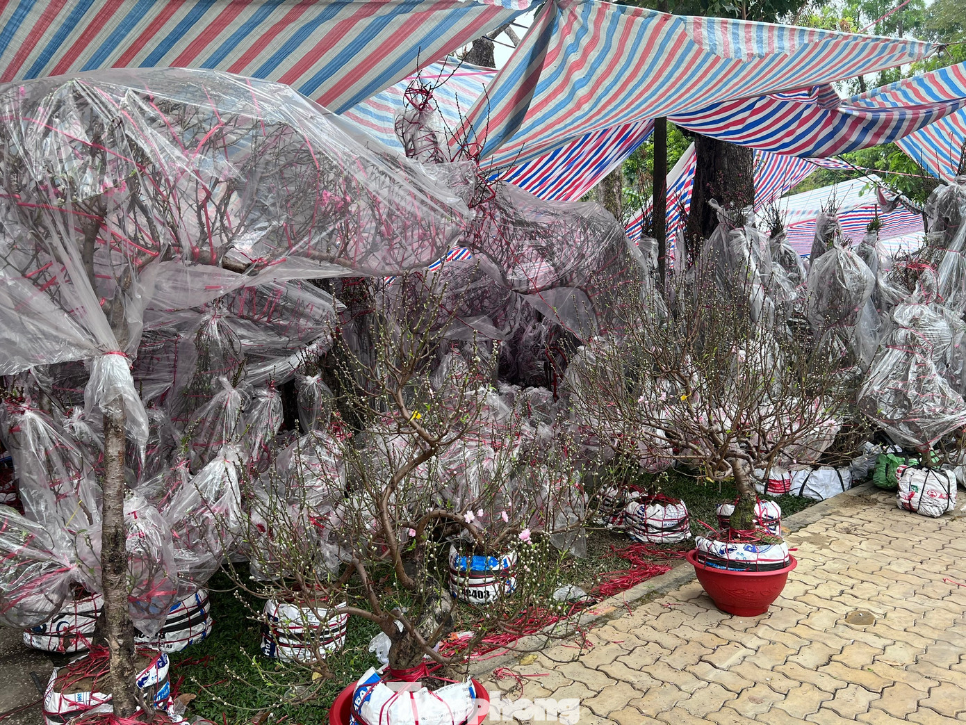 T&iacute;n hiệu bất ngờ ở 'chợ hoa đ&agrave;o' lớn nhất TPHCM- Ảnh 15.