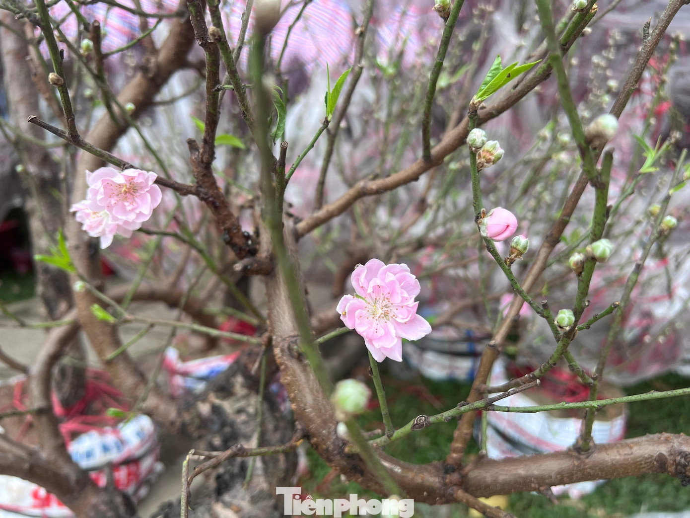 T&iacute;n hiệu bất ngờ ở 'chợ hoa đ&agrave;o' lớn nhất TPHCM- Ảnh 18.