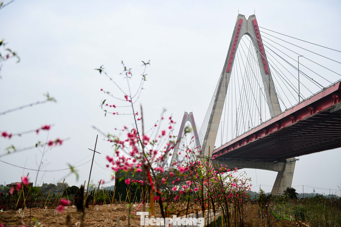 24 th&aacute;ng Chạp: Đ&agrave;o nở sớm, kh&aacute;ch thưa thớt, l&agrave;ng Nhật T&acirc;n như... mất Tết- Ảnh 13.