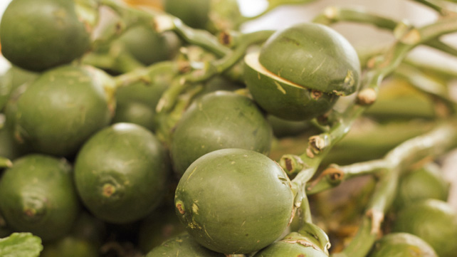 Chọn cau thắp hương đừng chỉ chọn quả to, vỏ nhẵn: Đ&acirc;y mới l&agrave; 3 điểm cần nh&igrave;n, chỉ người 