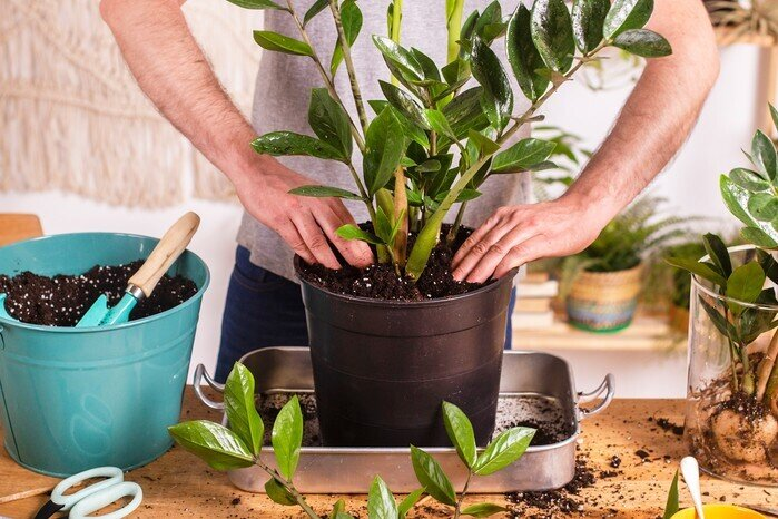 3 loại c&acirc;y n&ecirc;n trồng trước cửa nh&agrave; v&agrave;o năm mới: Vừa &ldquo;h&uacute;t&rdquo; t&agrave;i lộc, vừa đẹp sang, may mắn- Ảnh 1.