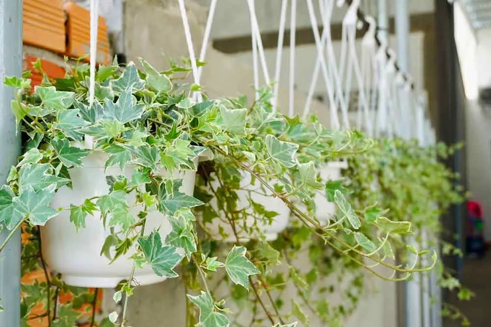 5 loại c&acirc;y h&uacute;t sạch độc tố, mời gọi t&agrave;i lộc: Chưng trong nh&agrave; cực tốt- Ảnh 1.