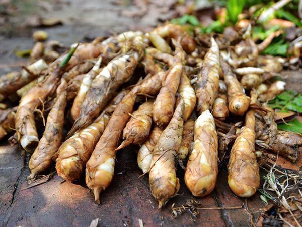 Củ dong riềng tưởng chỉ để ăn cho ấm bụng, h&oacute;a ra lại gi&uacute;p xương chắc, mắt khỏe, đề kh&aacute;ng tốt hơn- Ảnh 1.