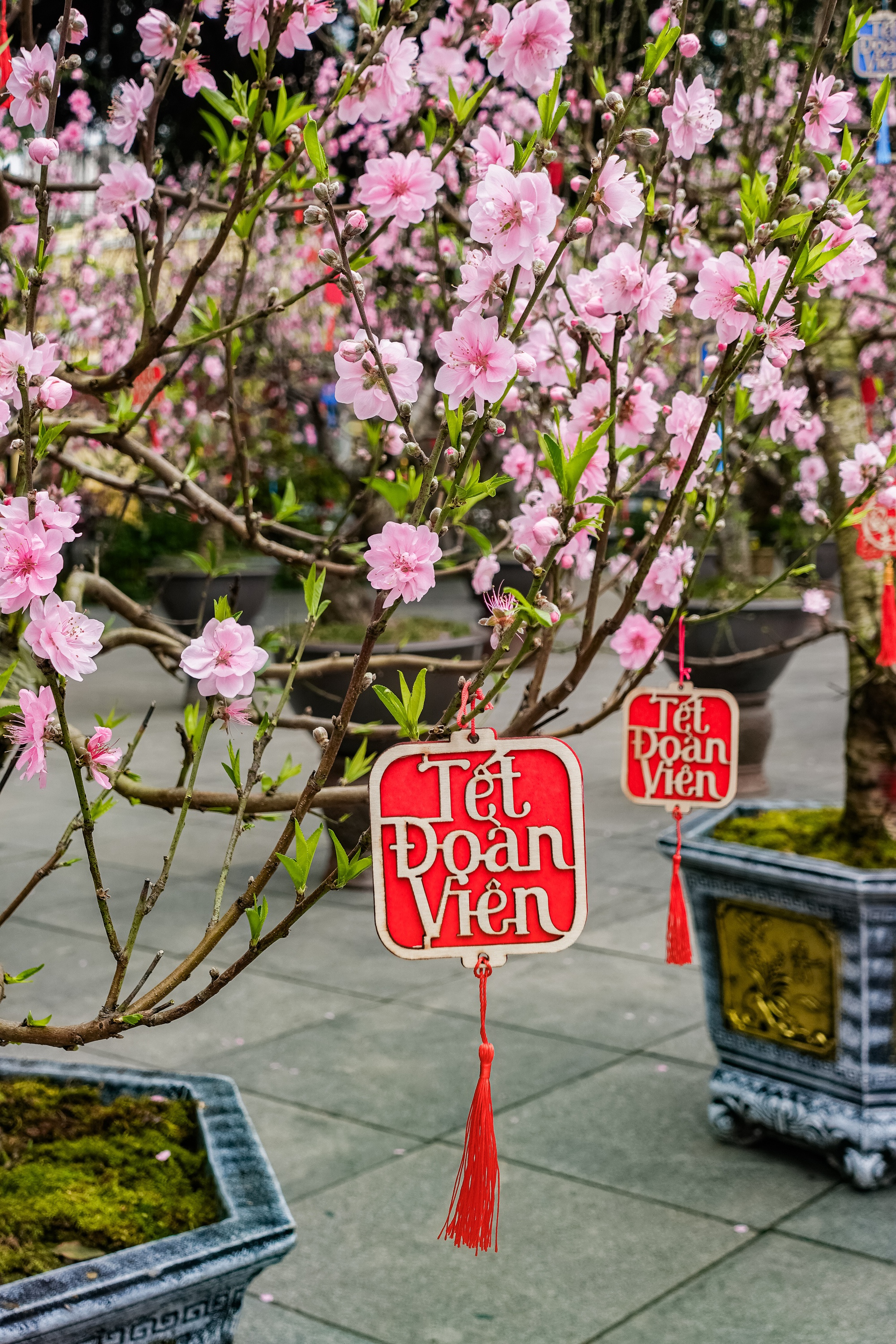 Kh&aacute;ch T&acirc;y ngỡ ng&agrave;ng trước vườn đ&agrave;o lớn chưa từng c&oacute; nằm ngay giữa trung t&acirc;m H&agrave; Nội- Ảnh 11.