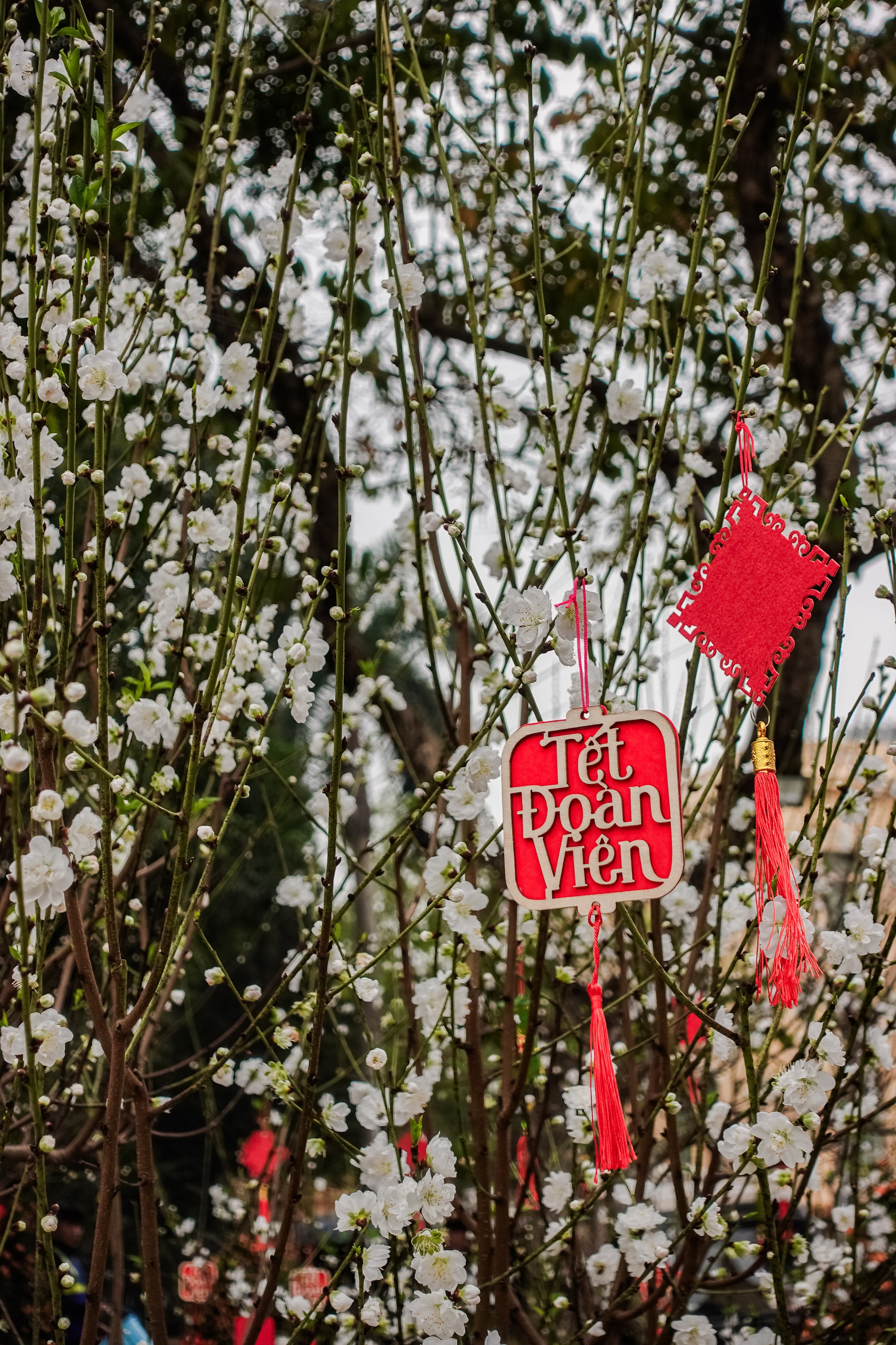 Kh&aacute;ch T&acirc;y ngỡ ng&agrave;ng trước vườn đ&agrave;o lớn chưa từng c&oacute; nằm ngay giữa trung t&acirc;m H&agrave; Nội- Ảnh 13.