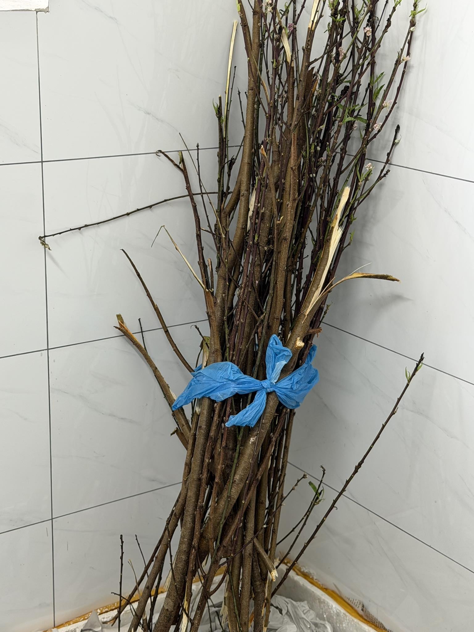 Miền Bắc l&uacute;c n&agrave;y: Đ&agrave;o chưa kịp Tết đ&atilde; bung hết hoa, cả c&otilde;i mạng xin nhau tips &ldquo;ho&atilde;n lại c&aacute;i sự xinh đẹp ấy&rdquo;- Ảnh 3.