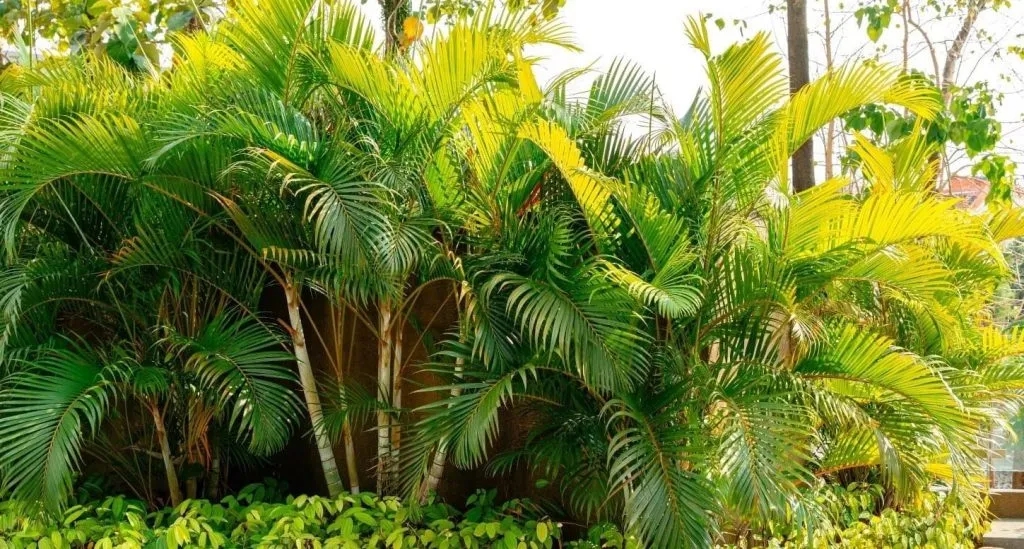 5 loại c&acirc;y đặt trong nh&agrave; ng&agrave;y Tết sạch kh&ocirc;ng kh&iacute;, đ&oacute;n t&agrave;i lộc, tăng tuổi thọ- Ảnh 1.