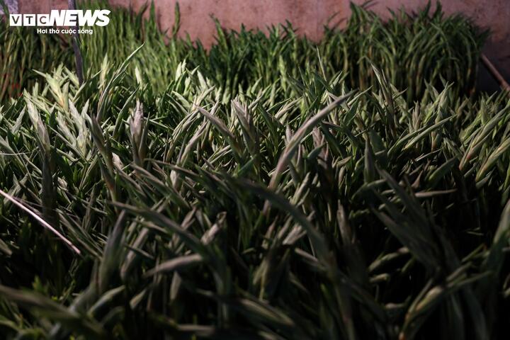 Biển người đi sắm Tết, chợ hoa lớn nhất miền Bắc tấp nập suốt đ&ecirc;m- Ảnh 9.