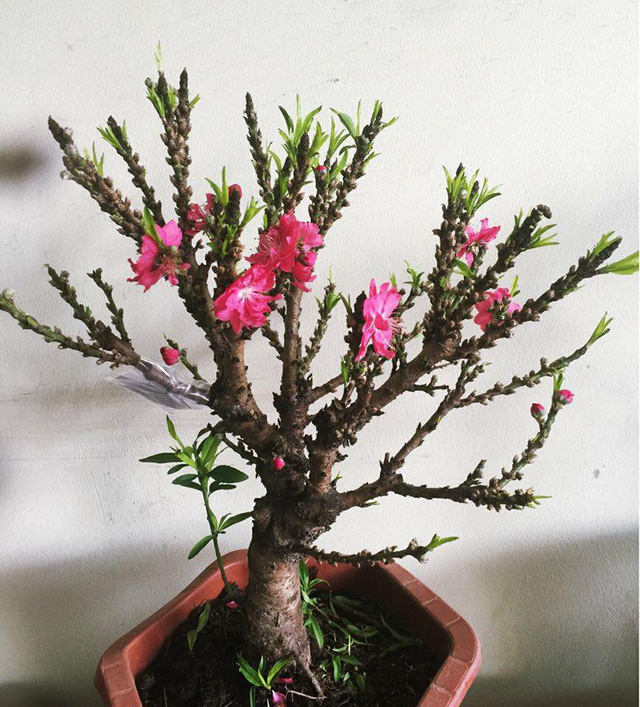 Việt Nam c&oacute; 