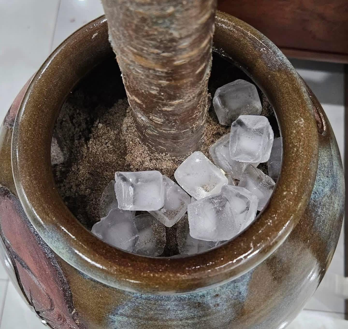 Miền Bắc l&uacute;c n&agrave;y: Đ&agrave;o chưa kịp Tết đ&atilde; bung hết hoa, cả c&otilde;i mạng xin nhau tips &ldquo;ho&atilde;n lại c&aacute;i sự xinh đẹp ấy&rdquo;- Ảnh 2.