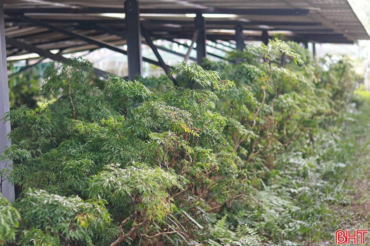 Sau c&uacute; trắng tay, chủ trang trại H&agrave; Tĩnh x&acirc;y 'kho bạc' giữa đồi hoang: Sở hữu 7 vạn gốc 'nh&acirc;n s&acirc;m cho người ngh&egrave;o' đang chờ b&aacute;n- Ảnh 4.