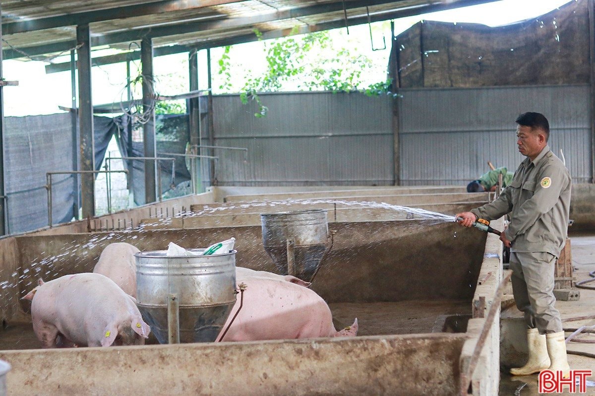 Sau c&uacute; trắng tay, chủ trang trại H&agrave; Tĩnh x&acirc;y 'kho bạc' giữa đồi hoang: Sở hữu 7 vạn gốc 'nh&acirc;n s&acirc;m cho người ngh&egrave;o' đang chờ b&aacute;n- Ảnh 3.