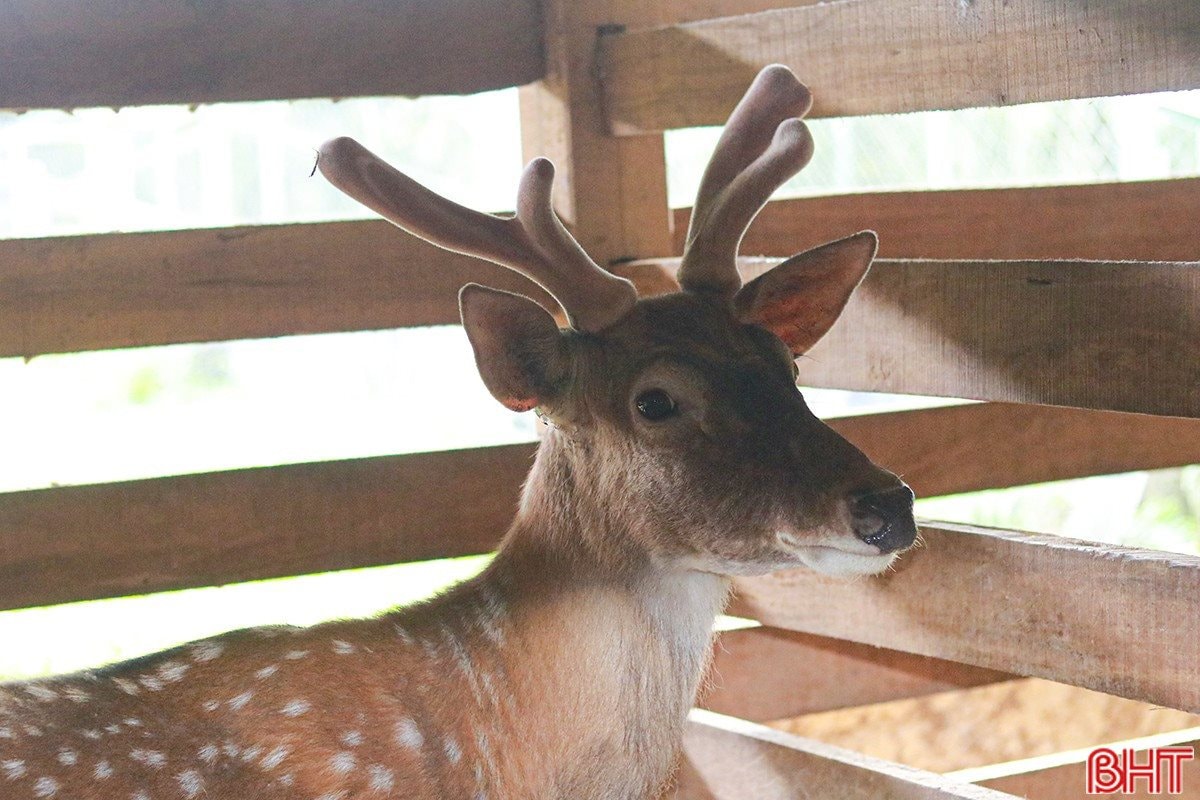 Sau c&uacute; trắng tay, chủ trang trại H&agrave; Tĩnh x&acirc;y 'kho bạc' giữa đồi hoang: Sở hữu 7 vạn gốc 'nh&acirc;n s&acirc;m cho người ngh&egrave;o' đang chờ b&aacute;n- Ảnh 6.