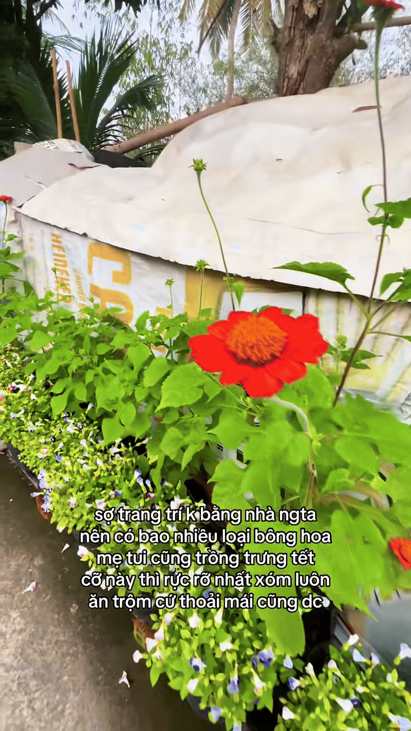 Trung b&igrave;nh nh&agrave; miền T&acirc;y đ&oacute;n Tết: Kh&ocirc;ng nổi đời kh&ocirc;ng nể!- Ảnh 3.