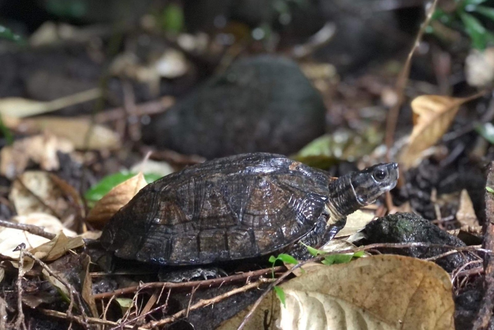 Cận Tết 2026: Nh&agrave; c&oacute; 6 điều n&agrave;y b&aacute;o hiệu điềm l&agrave;nh, vận kh&iacute; khởi sắc- Ảnh 3.