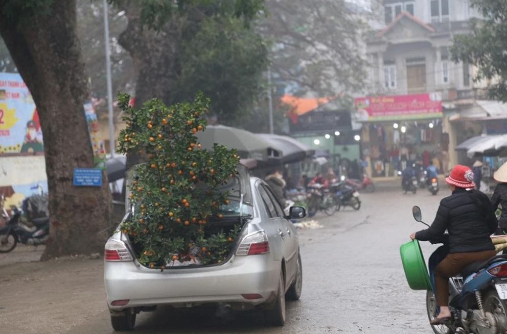 Giữa chợ Tết đ&ocirc;ng nghịt người, t&ocirc;i ngượng ng&ugrave;ng để bố vợ nh&eacute;t c&acirc;y quất to v&agrave;o cốp xe m&igrave;nh, kết quả sau đ&oacute; cay đắng v&ocirc; c&ugrave;ng- Ảnh 1.