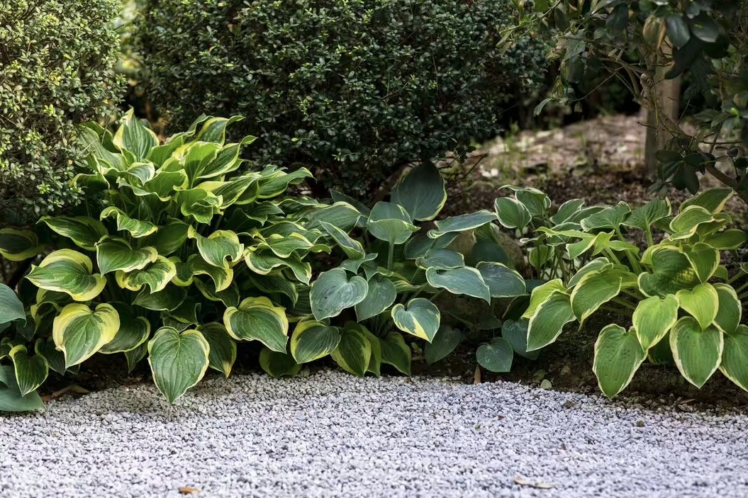 Loại c&acirc;y n&ecirc;n được trồng ngay b&acirc;y giờ- Ảnh 1.