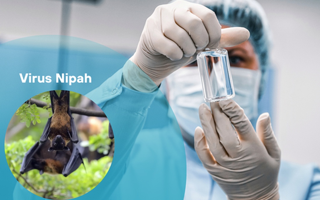 Bộ Y tế ban h&agrave;nh hướng dẫn chẩn đo&aacute;n v&agrave; điều trị bệnh do virus Nipah- Ảnh 2.